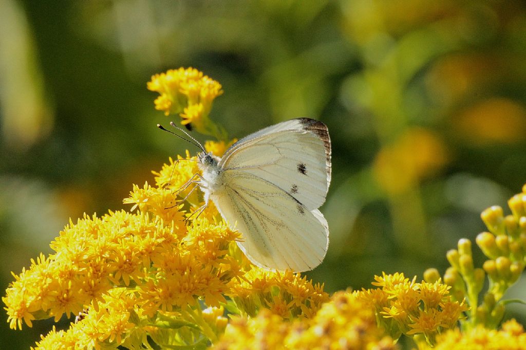Pieris .....?